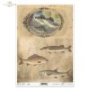 ryba, ryby, wędkarstwo, wędkowanie, łowienie ryb, woda, retro, fish, water, fishing, Fisch, Wasser, Angeln, pez, agua, pesca